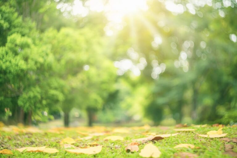 Discover Brentwood’s Beautiful Parks: Your Guide to Outdoor Recreation and Self-Care in Los Angeles